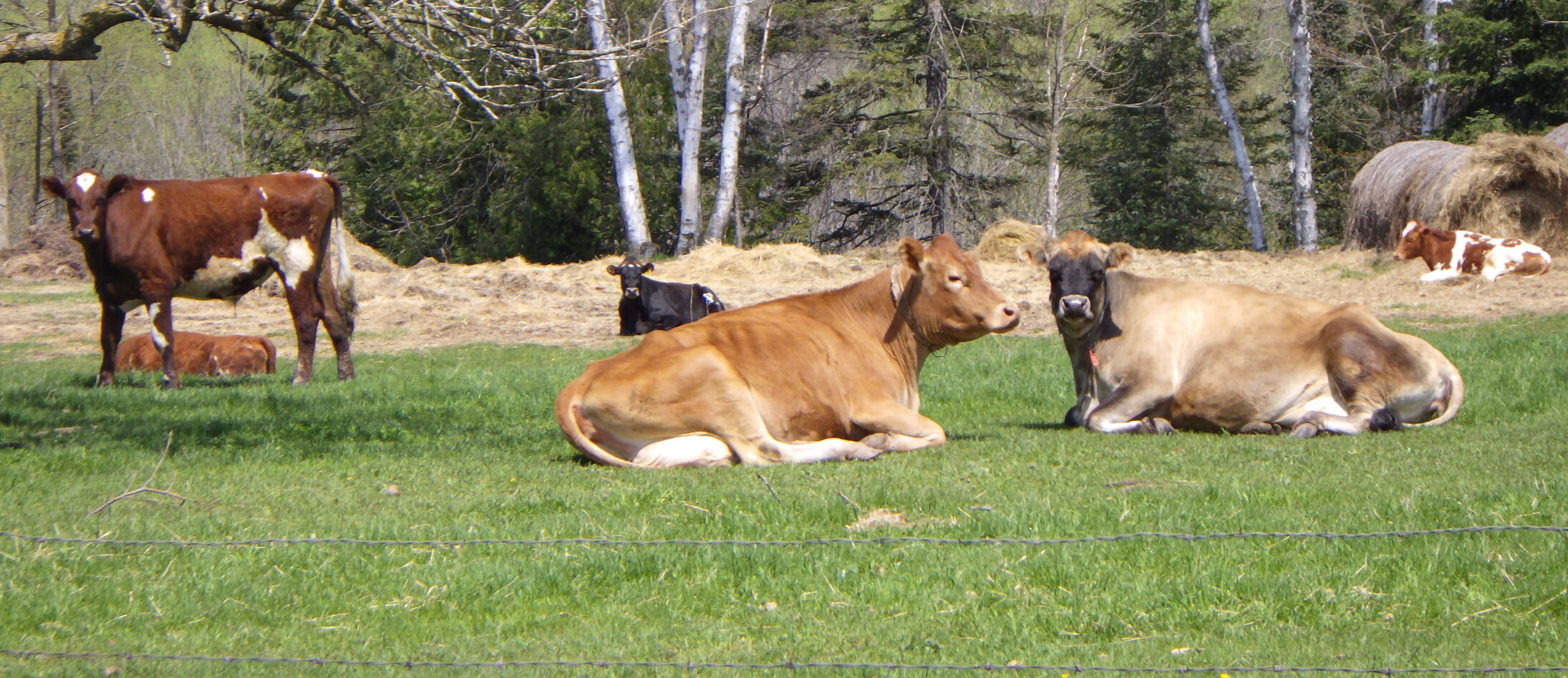 Cows in field