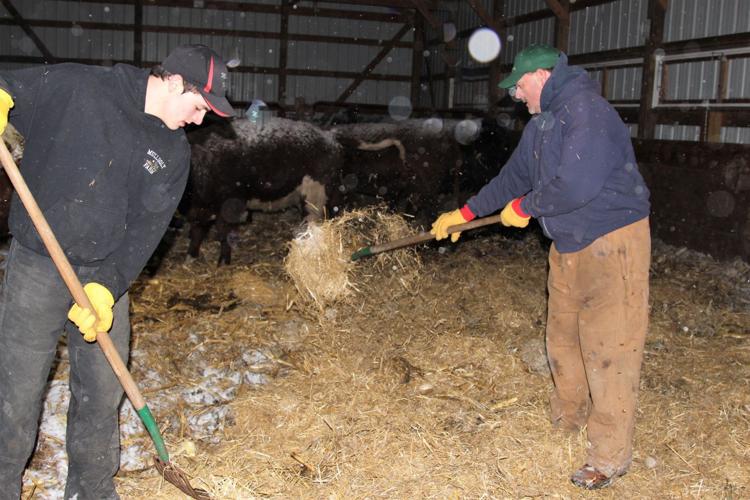 Connor Mullooly, left, and dad, Pat Mullooly, bed cattle
