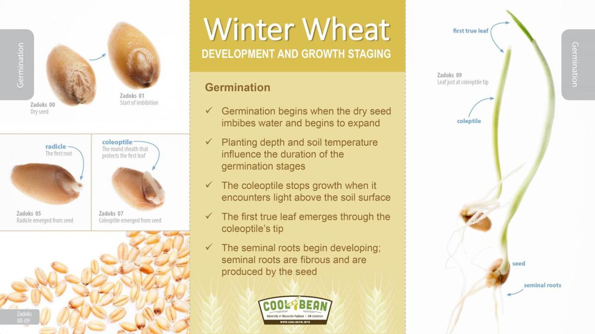 Time to plant winter wheat