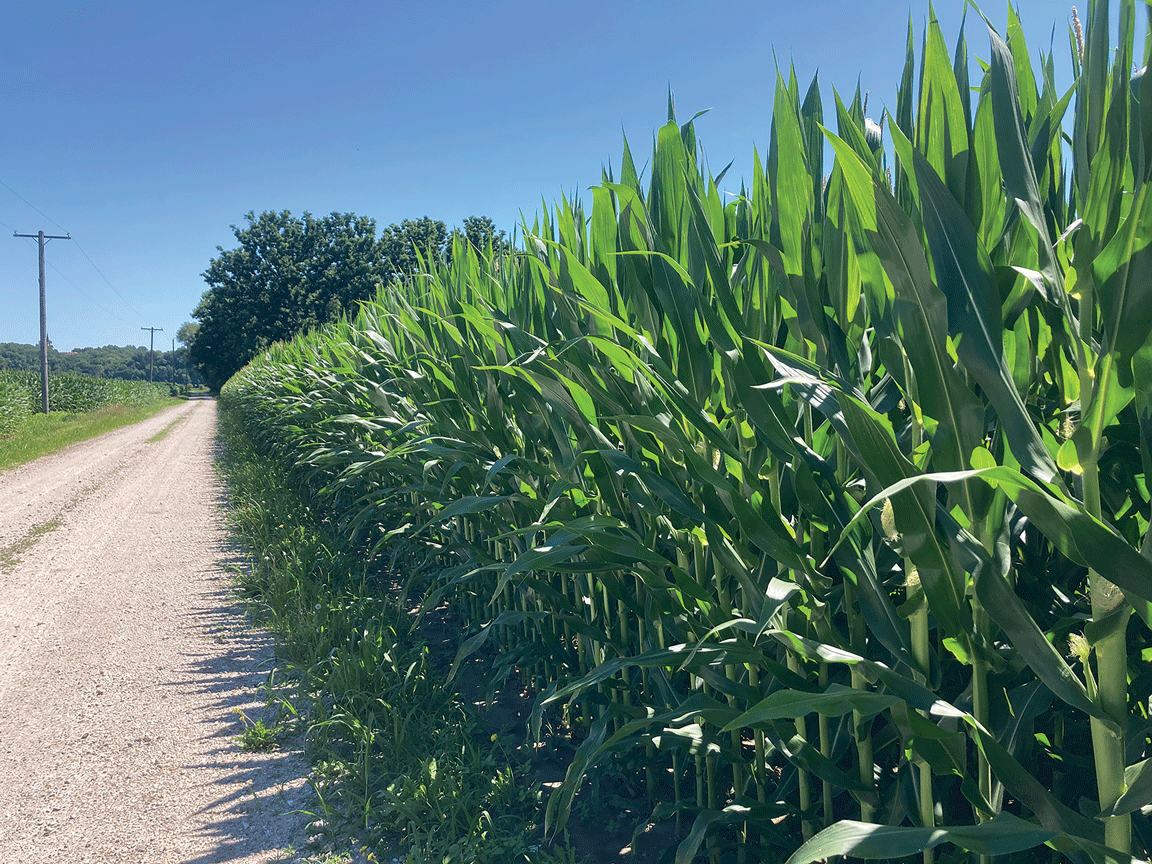 corn field along road