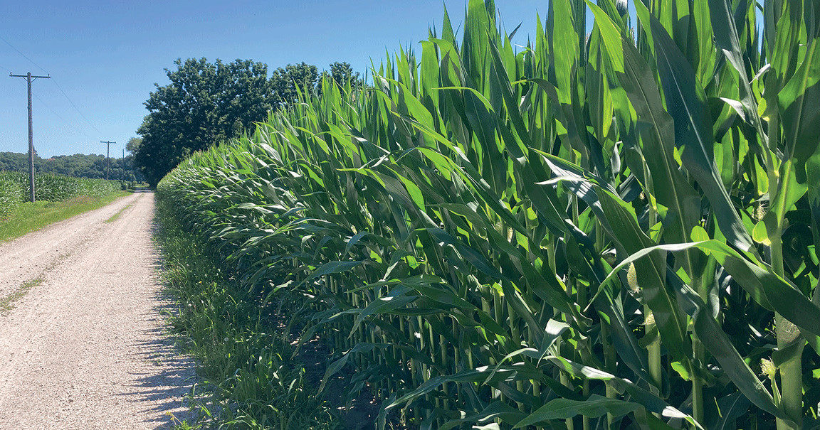 Agronomists advise farmers on seasonal threats