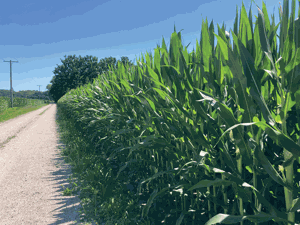 corn field along road