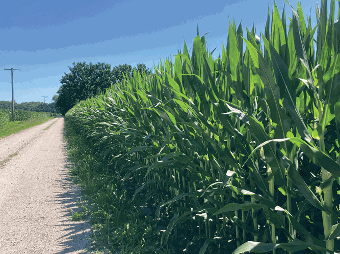 corn field along road