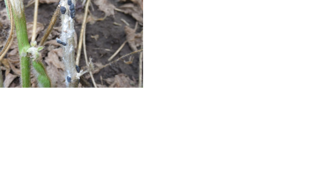 White mold growth
