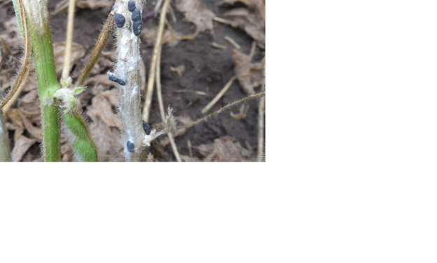 White mold growth