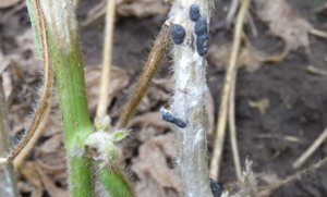 White mold growth