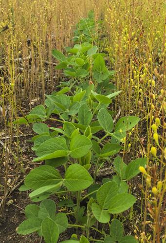 Soybeans in winter camelina