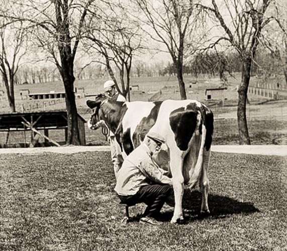 Stephen Babcock milks cow