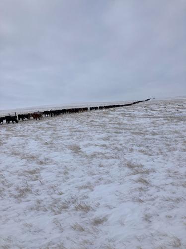 Snow and Cattle 3.jpg