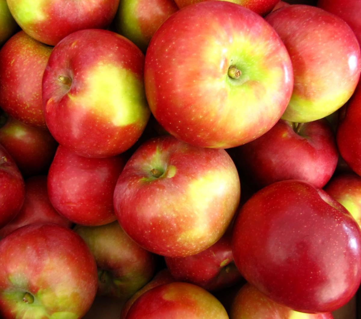 Apple orchards public Crop News Other Crops