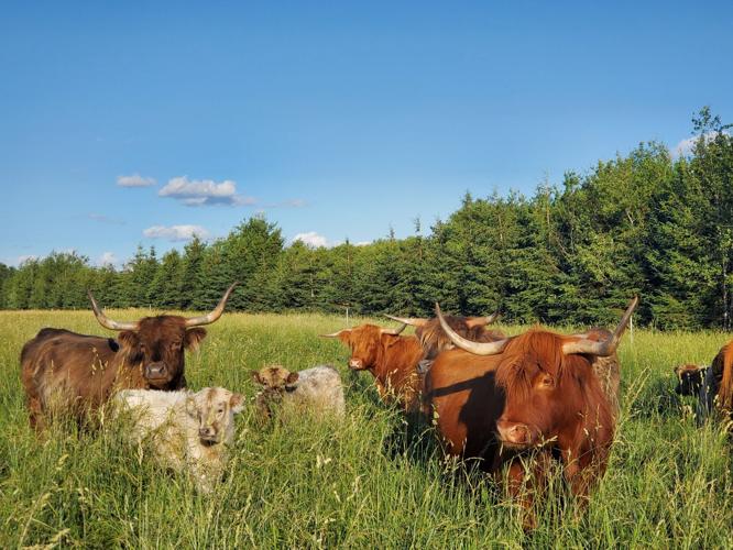 Raising Highland Cattle for Beef - Countryside