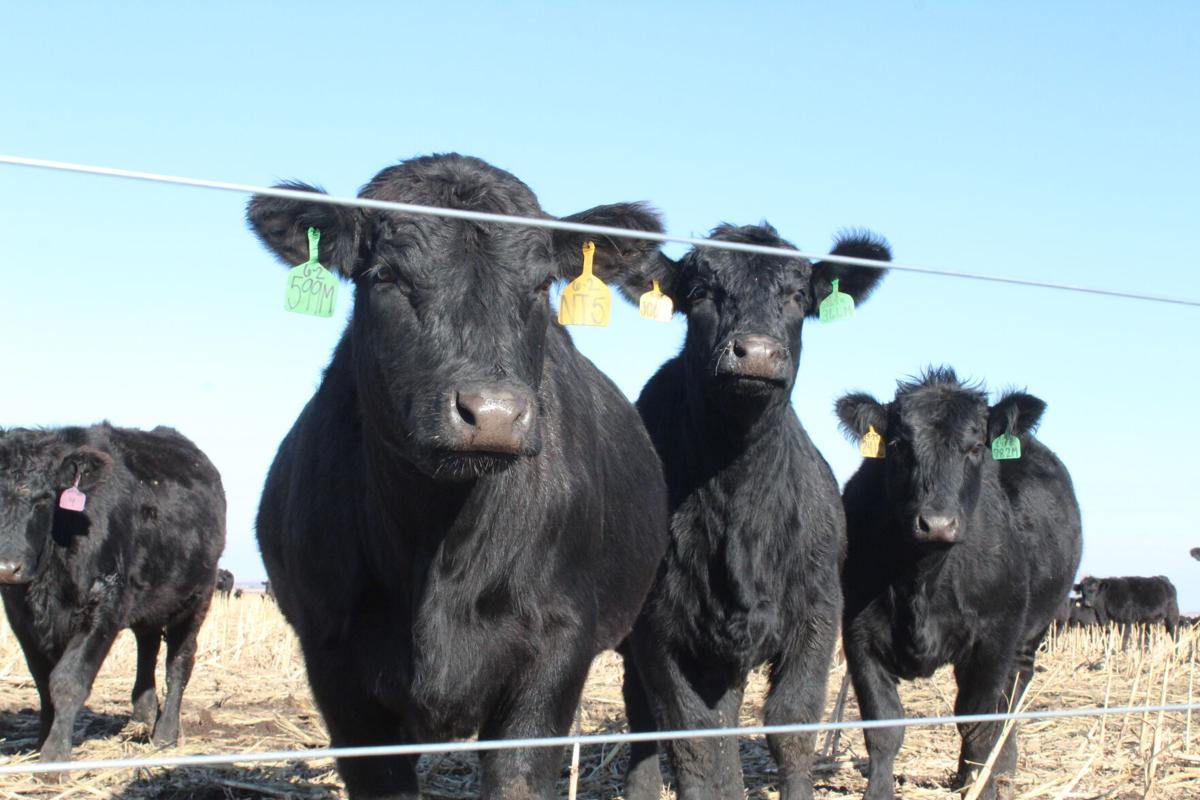 Cattle on residue