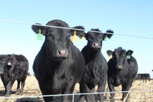 Cattle on residue