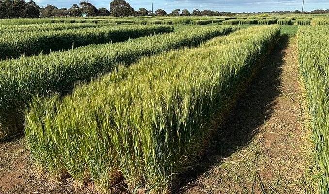 Study research plots