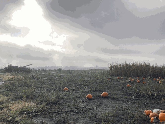 Pumpkin-Fog.gif