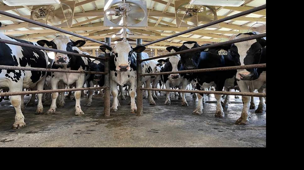 Cows in holding area