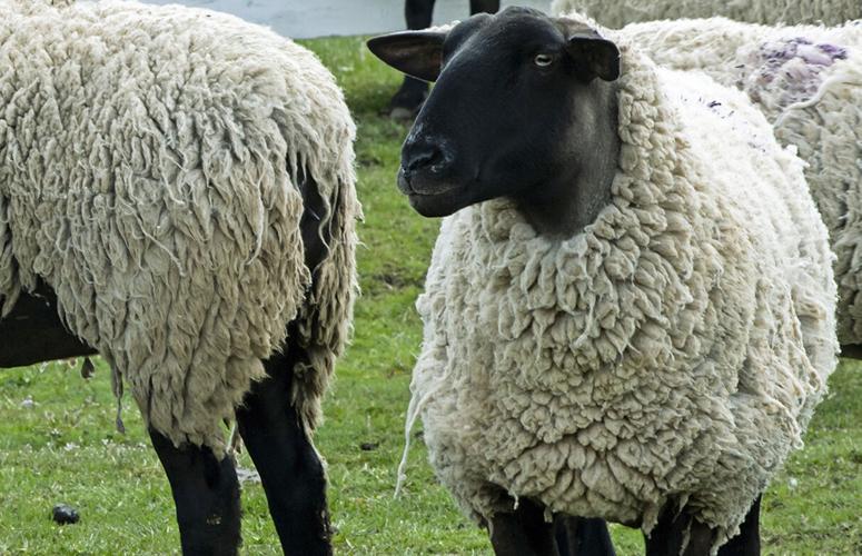 Sheep