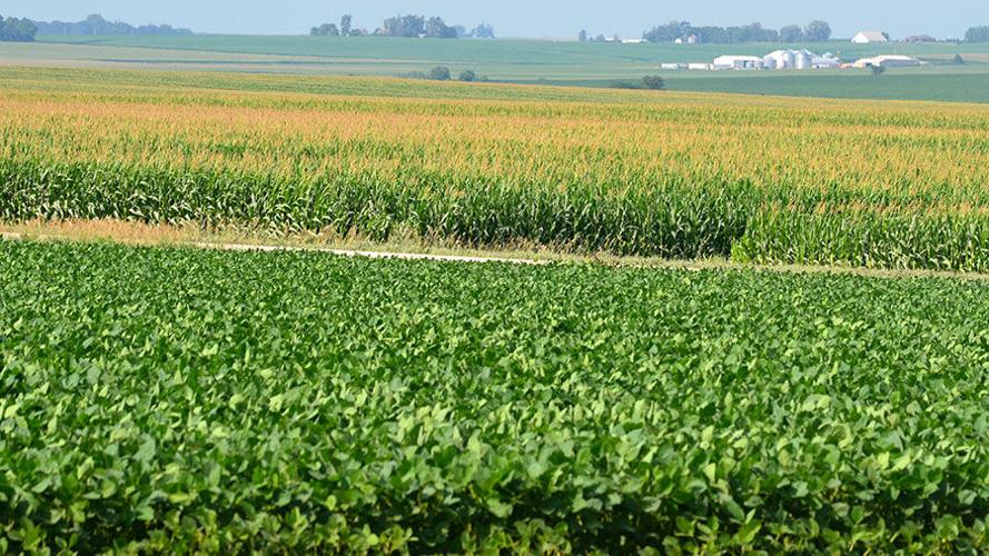 Corn and soybeans
