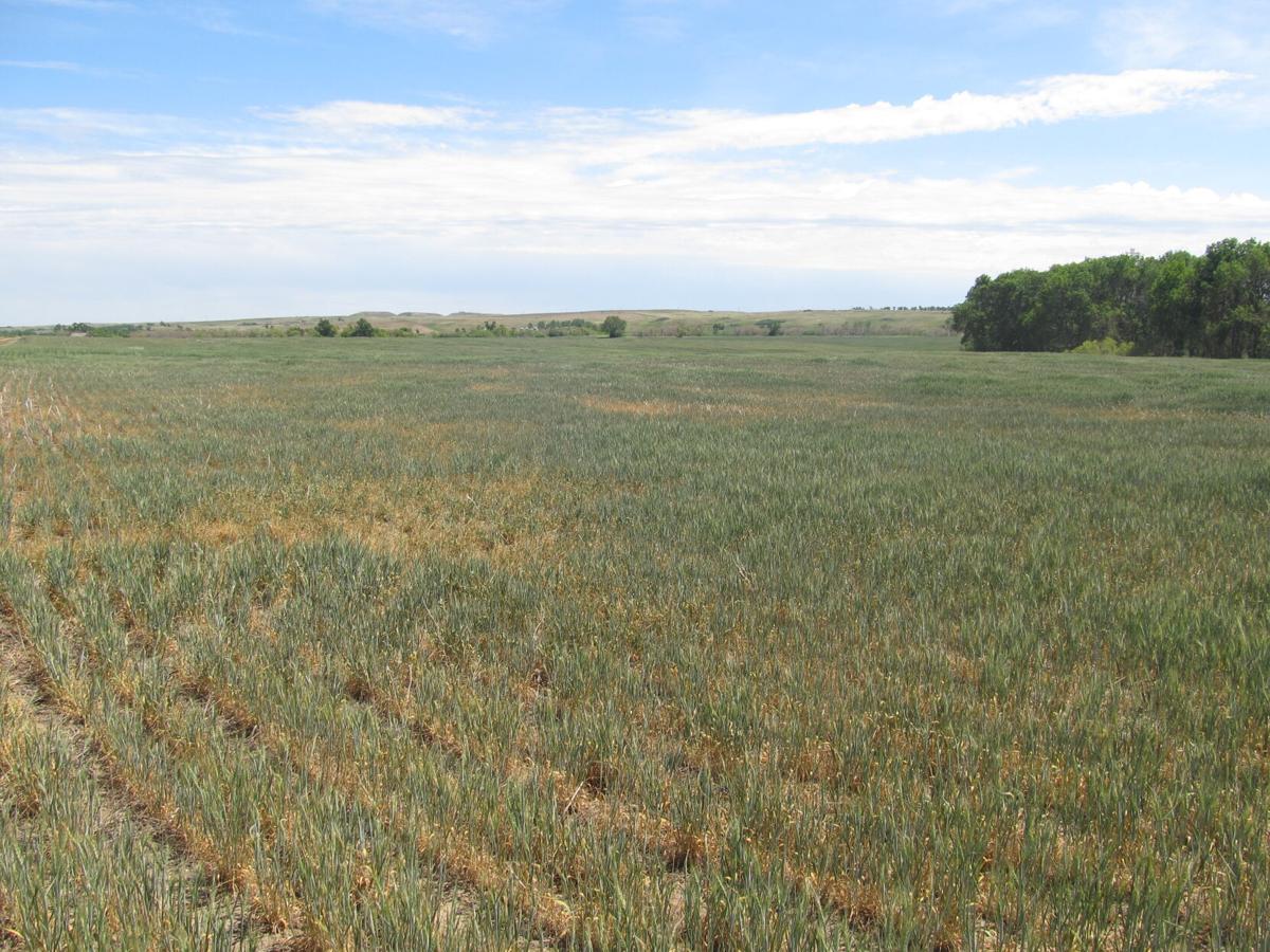 Livestock nitrates
