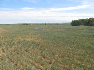 Drought brings increased risk of livestock nitrate poisoning