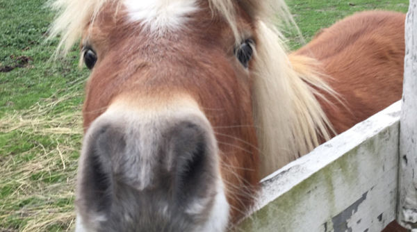 Equine coronavirus