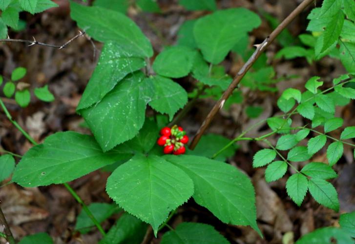 Ginseng