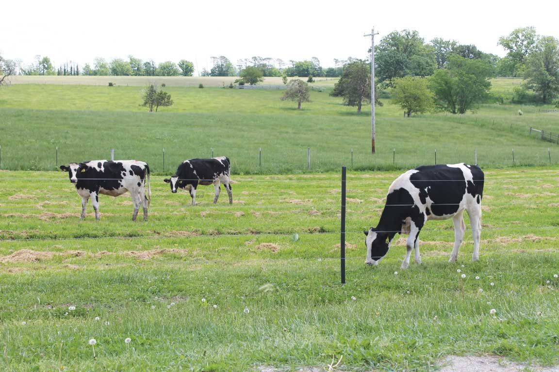 dairy cows