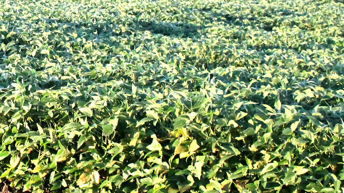 Midsummer soybean field close up