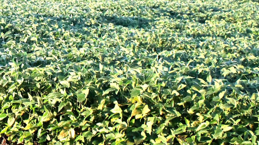 Midsummer soybean field close up
