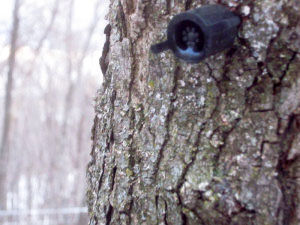 Spile in tree