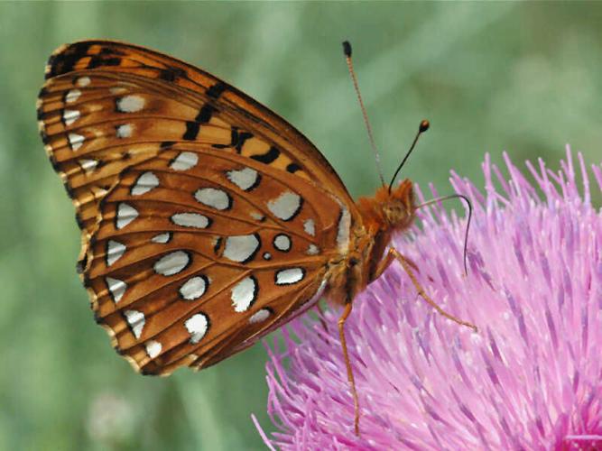 Aphrodite Fritillary butterfly