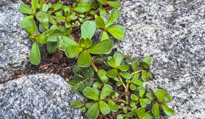 Purslane