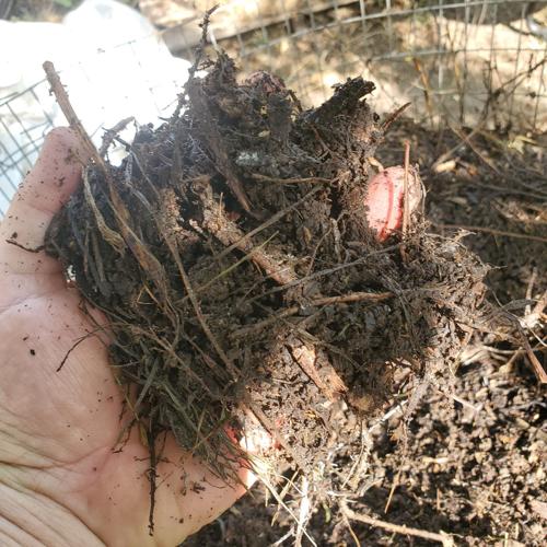 Composting 3.jpg