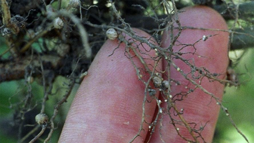 White SCN females on roots of a resistant soybean variety