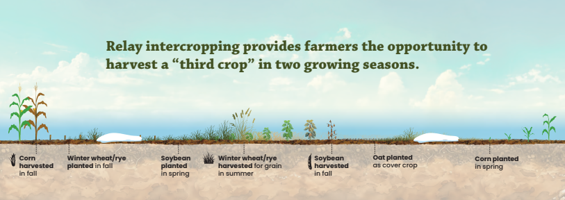 Relay intercropping graphic