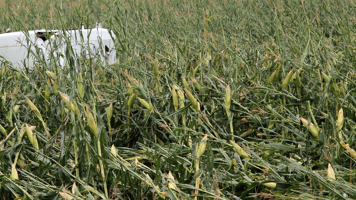 Flattened corn
