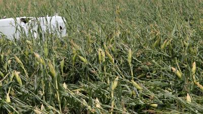Flattened corn