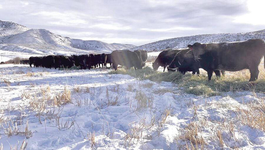 Montana Cattle Committee