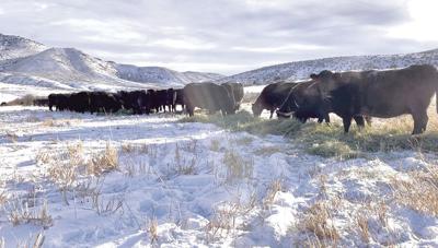 Montana Cattle Committee