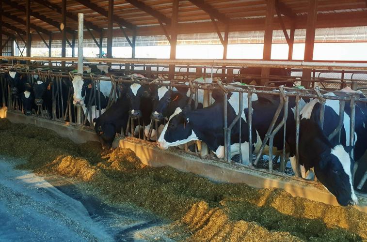 Cows in freestall barn