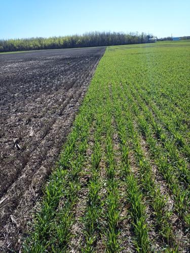 Trinity Creek Ranch cover crop vs. no cover crop field trial