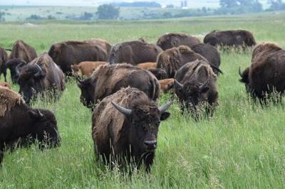 Bison at Blue Mounds