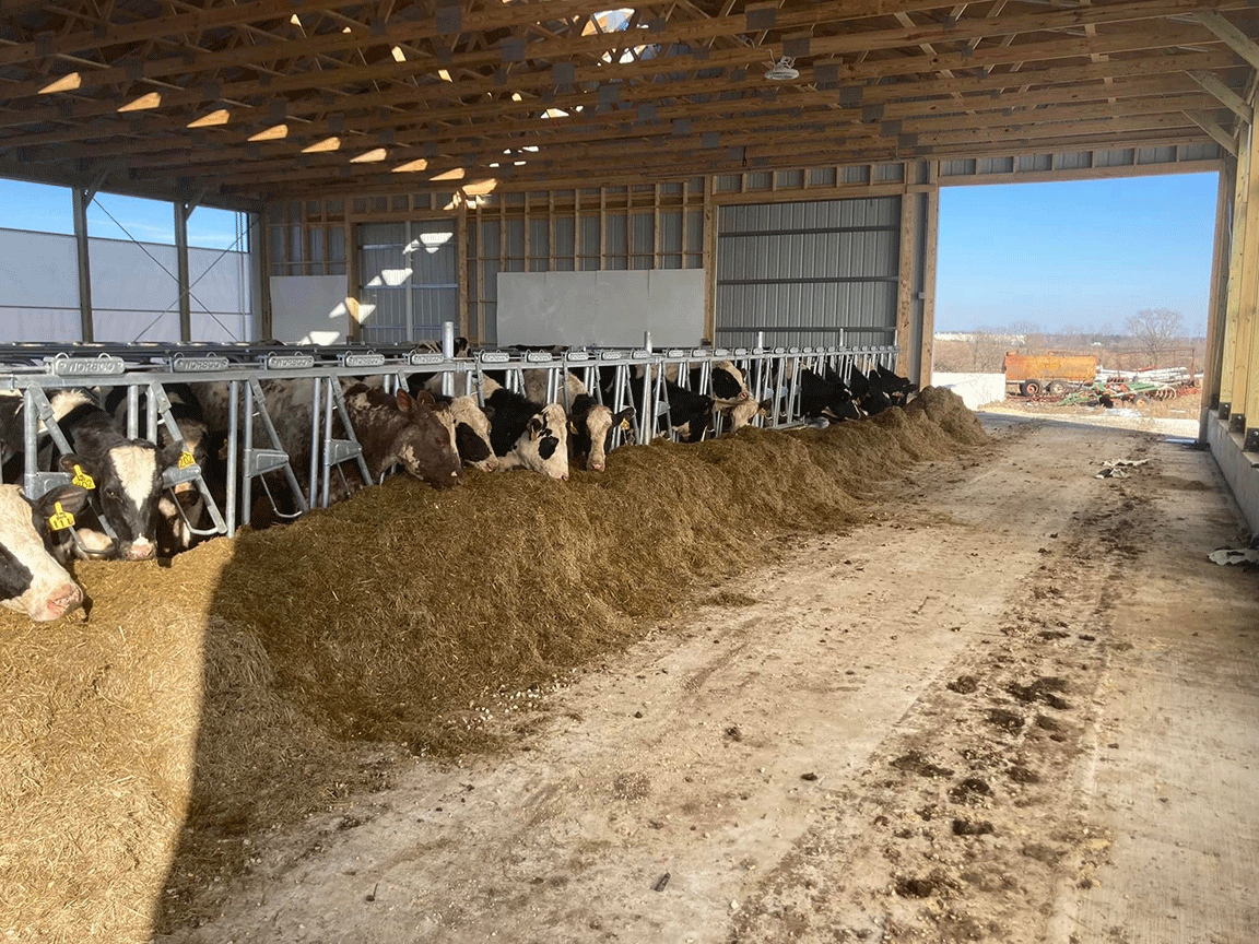 Cows in the barn at Brent Pollard’s farm