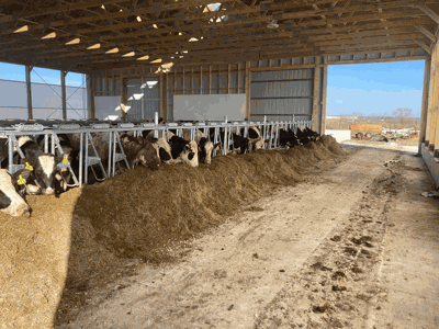 Cows in the barn at Brent Pollard’s farm