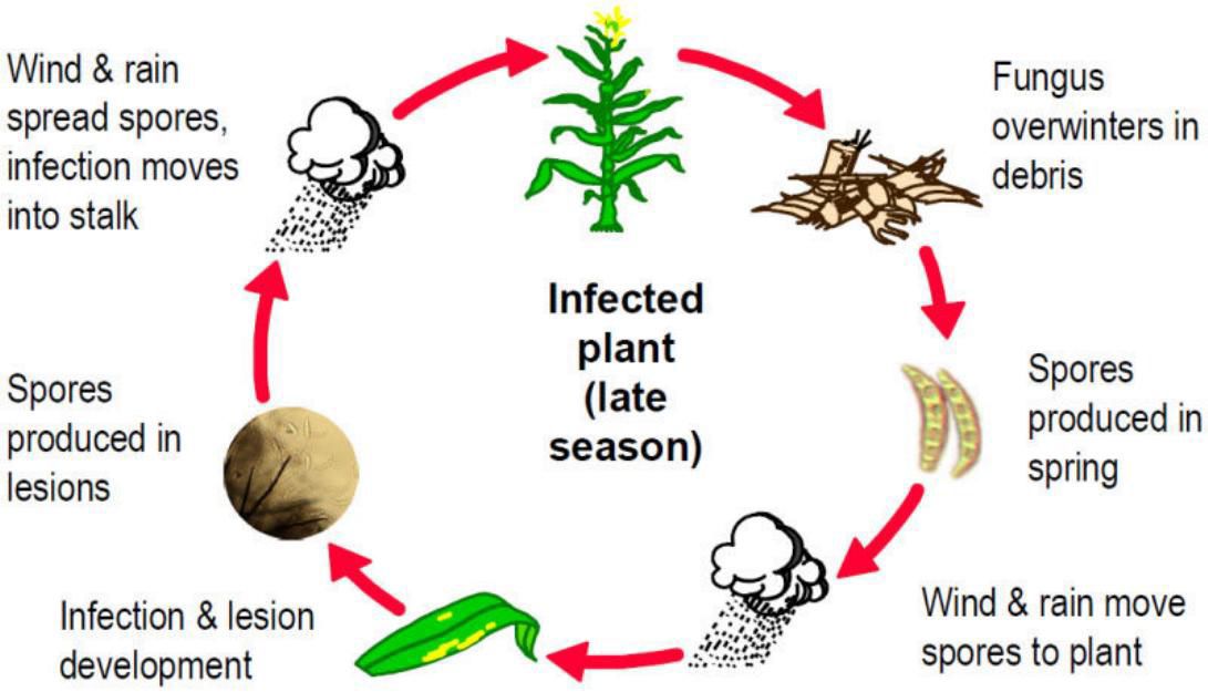 Anthracnose disease cycle