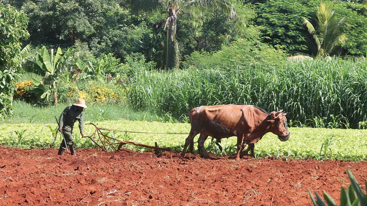 Cuba farm field