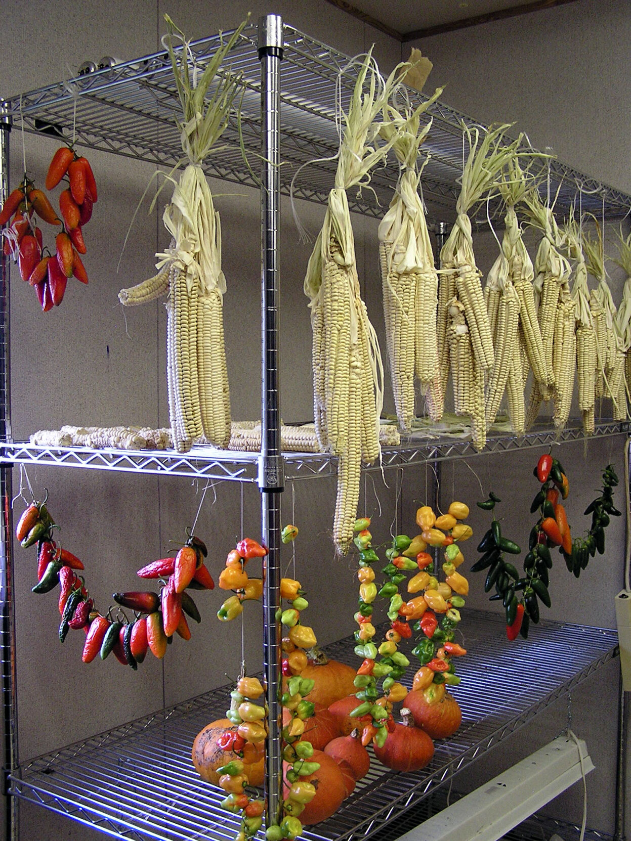 Corn