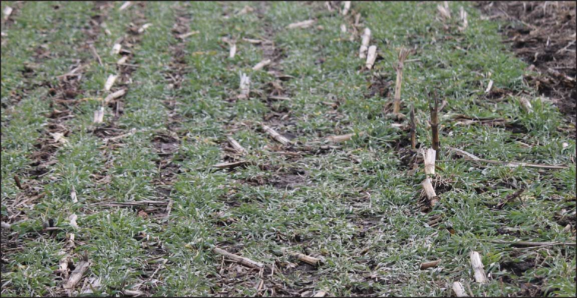 corn stalks in untilled field