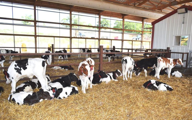 Bull calves