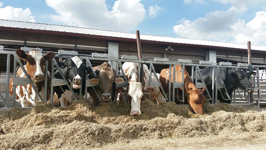 Dairy cows at feeder